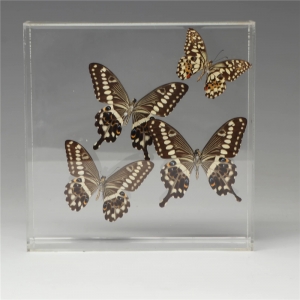 espécime quadrado do inseto do perspex mostra o caso