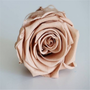 cabeça de rosa flor preservada