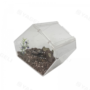 Berço de acrílico com caixão e terrário de aranha saltadora 